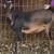 Nigerian Dwarf Doe Kids 2 thumbnail