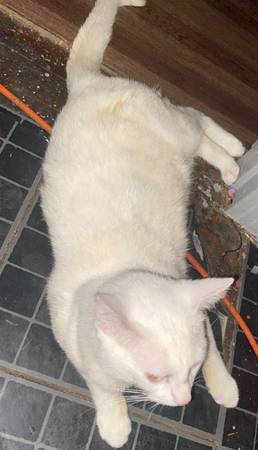 White cat free!!! (Greenville)63625228846849121