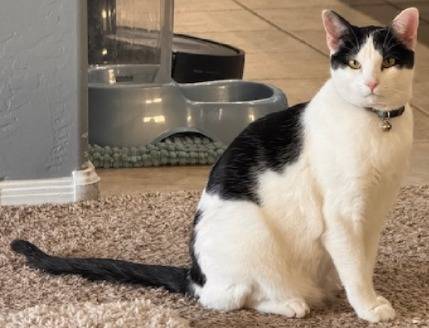 GATA HEMBRA NEGRA Y BLANCA DESAPARECIDA (Estrella)
