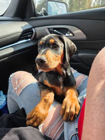 European Doberman male puppy 1