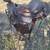 Western Saddle 1 thumbnail