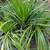 Liriope Big Blue – 1 gallon $7 8 thumbnail