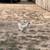 Chickens / Gallinas 20 thumbnail
