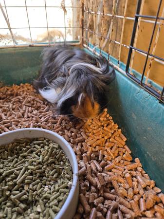 Guinea pigs 1