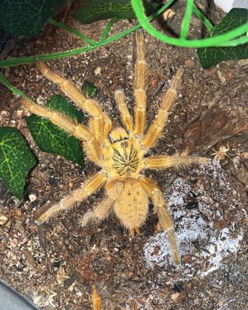 Tarantulas (Phoenix)63967146429058124