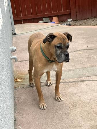 Rehoming boxer Will pay rehoming fee$$$63962573530498120