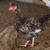 Roosters 6 thumbnail