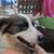 Rehoming sweet dog 3 thumbnail