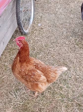 Hens 1