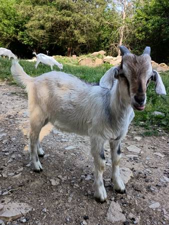 Kiko Bucklings 1