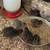 Coturnix Quail Chicks (Vail Area) 1 thumbnail