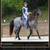 Rocky Mountain Gaited Filly-registration pending 5 thumbnail