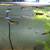 White King Cobra Guppies 3 thumbnail