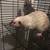 Ethos Exotics (Rats) 3 thumbnail