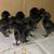 Ayam cemani chicks 5 thumbnail