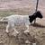 Dorper rams yearling 2 thumbnail