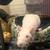 Hairless Rat rehoming 3 thumbnail