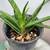 DISCOUNTED  PLANTS ALOE VERA 14" only one 2 thumbnail