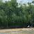 1/2off WHOLESALE BAMBOO PLANTS 15' INSTANT PRIVACY FENCE WINDBREAK ZEN 15 thumbnail