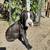 rehoming american pit x boxer puppies 3 thumbnail