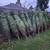 $35 CHRISTMAS TREES FOR SALE 3 thumbnail