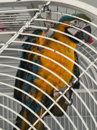 Macaw for Rehoming (Woodbridge)63917857297411124