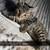 kittens. $30 for each. 1 thumbnail