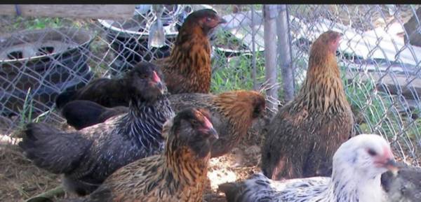 Chickens, Pullets, Hens and Roosters 1