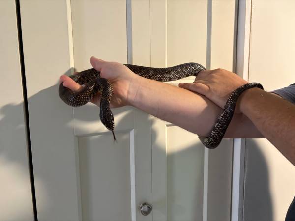 Adult female desert kingsnake63850356670465120