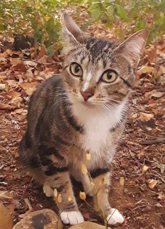 Missing black & tan female cat (Centennial)63958289200386120
