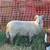 Ram Sheep 3 thumbnail