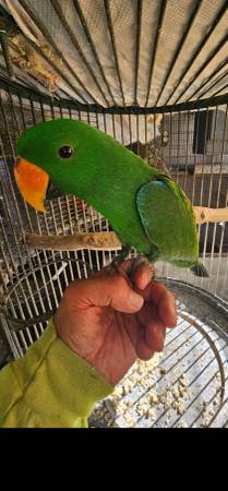 Baby male eclectus (fremont / union city / newark)63862000329729123