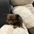 Rehoming female puppies!! 10 thumbnail