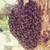 Bee, wasp , bumblebee , yellow jackets, Hornets , Removals 2 thumbnail