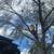 🌳🌲🏡Tree Service,Tree Removal,Stump Grinding,Tree Trimming 21 thumbnail