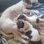 Jack Russell terrier 2 thumbnail