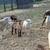 Katahdin lambs 4 thumbnail