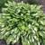 REDUCED END OF SEASON HOSTAS -Varigated & Solid 4 thumbnail