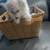 Pom Terrier 15 thumbnail