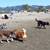 Experienced dog boarding near Pt. Isabel 3 thumbnail