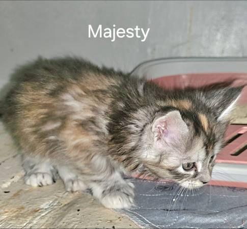Rehoming Maine Coon Kitten Polydactyl (Belvedere Tiburon)63874130309763121