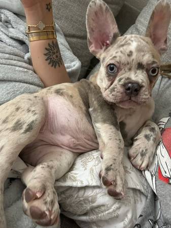 Cachorro de Buldog Francés Macho Moteado Necesita Reubicación (Santa Mónica)63830037107715121