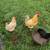 Chickens for sale 3 thumbnail