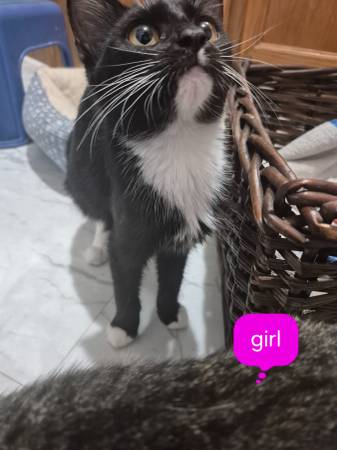 Kittens (Cottonwood)63994157347587124
