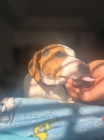 4 month old puppy for rehome (Charlotte)63927795516163122