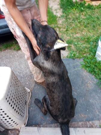 Catahoula Leopard Hound/Black Lab (Saint Maries)63970072179202121