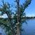 LA Green  House  tree service 6 thumbnail