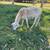 St. Croix Sheep 5 thumbnail