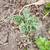 Succulents 4 thumbnail