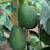 Avocado Tree 🥑 12 thumbnail